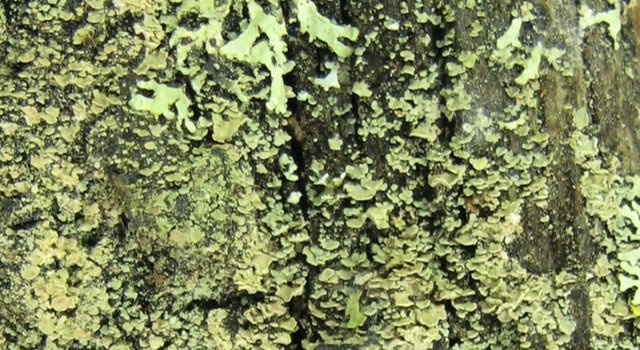 Cockleshell Lichens (Hypocenomyce scalaris) (c) Diane L. Haughland, Royal Alberta Museum