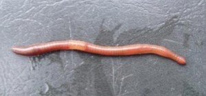 Dendrobaena octaedra is the most common earthworm species in northern Alberta and lives in the layers of leaf litter. Photo: Dr. Erin Cameron