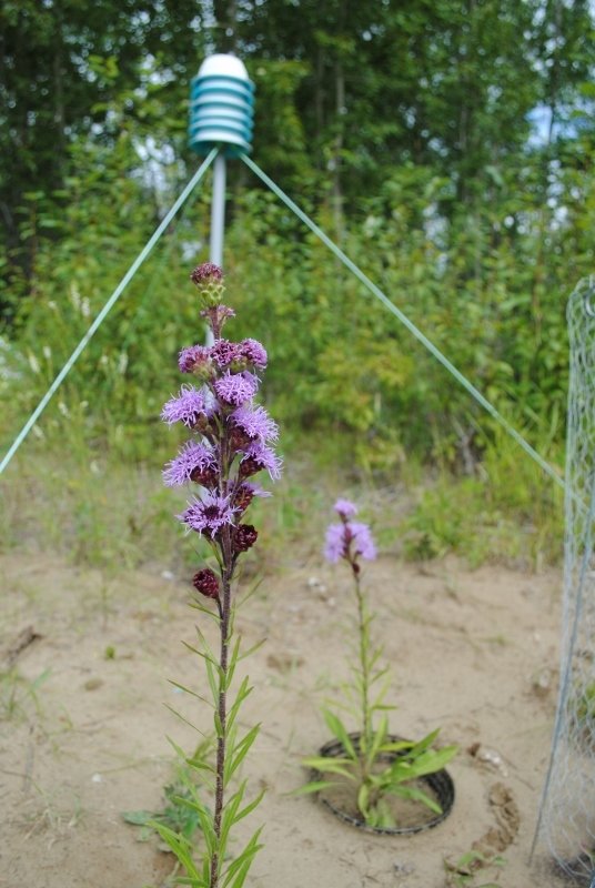 The Northern Blazing Star (Liatris ligulistylis) is being used to test assisted migration as a climate-change conservation tool for rare plants in Alberta.