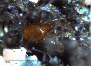 Mite sheltering under lichen lobe