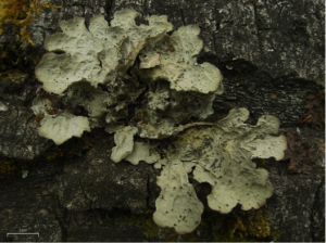 Textured Lung Lichen - Lobaria scrobiculata. © Jason Hollinger