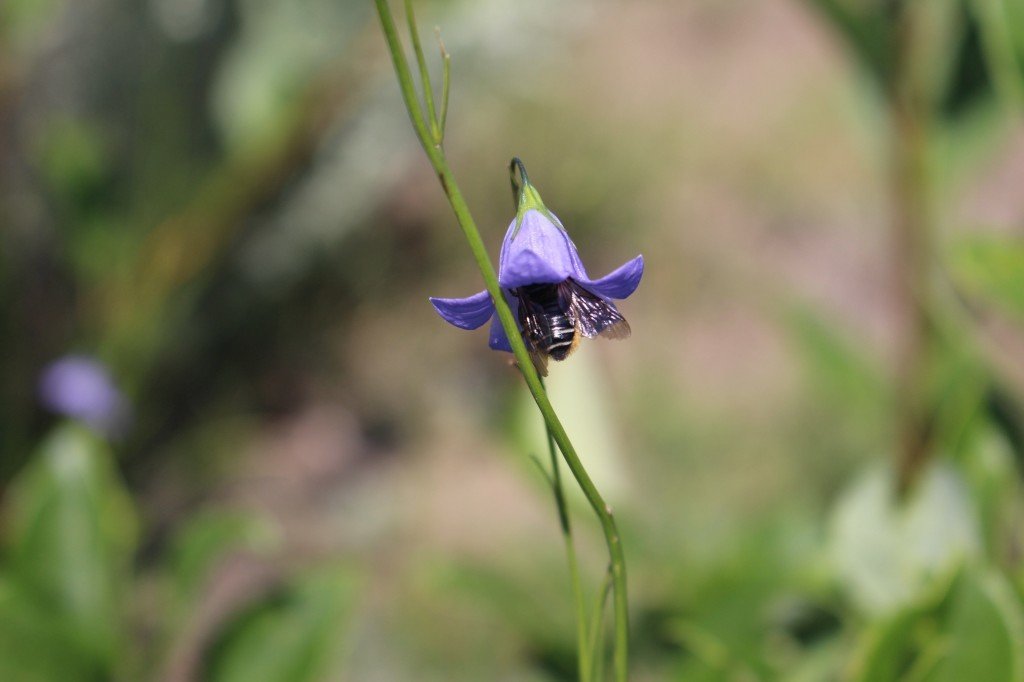 A Megachile bee (often called “leaf-cutting bees”) foraging on a Harebell flower.