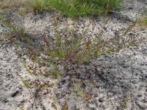 Pinweed (Lechea intermedia). Photo: Jacqueline Dennett