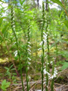 Northern Slender Ladies-Tresses (Spiranthes lacera). Photo: Tim Chipchar. This is an S1-ranked small orchid species that was observed in the 2013 season from a site north-east of McLelland Lake.