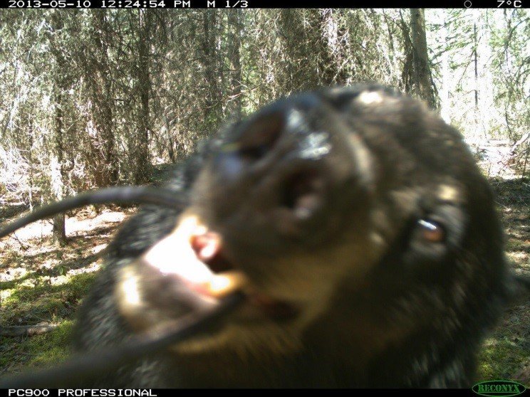 Bear attacks camera