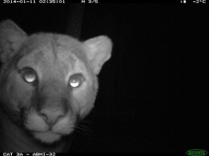 cougar camera trap