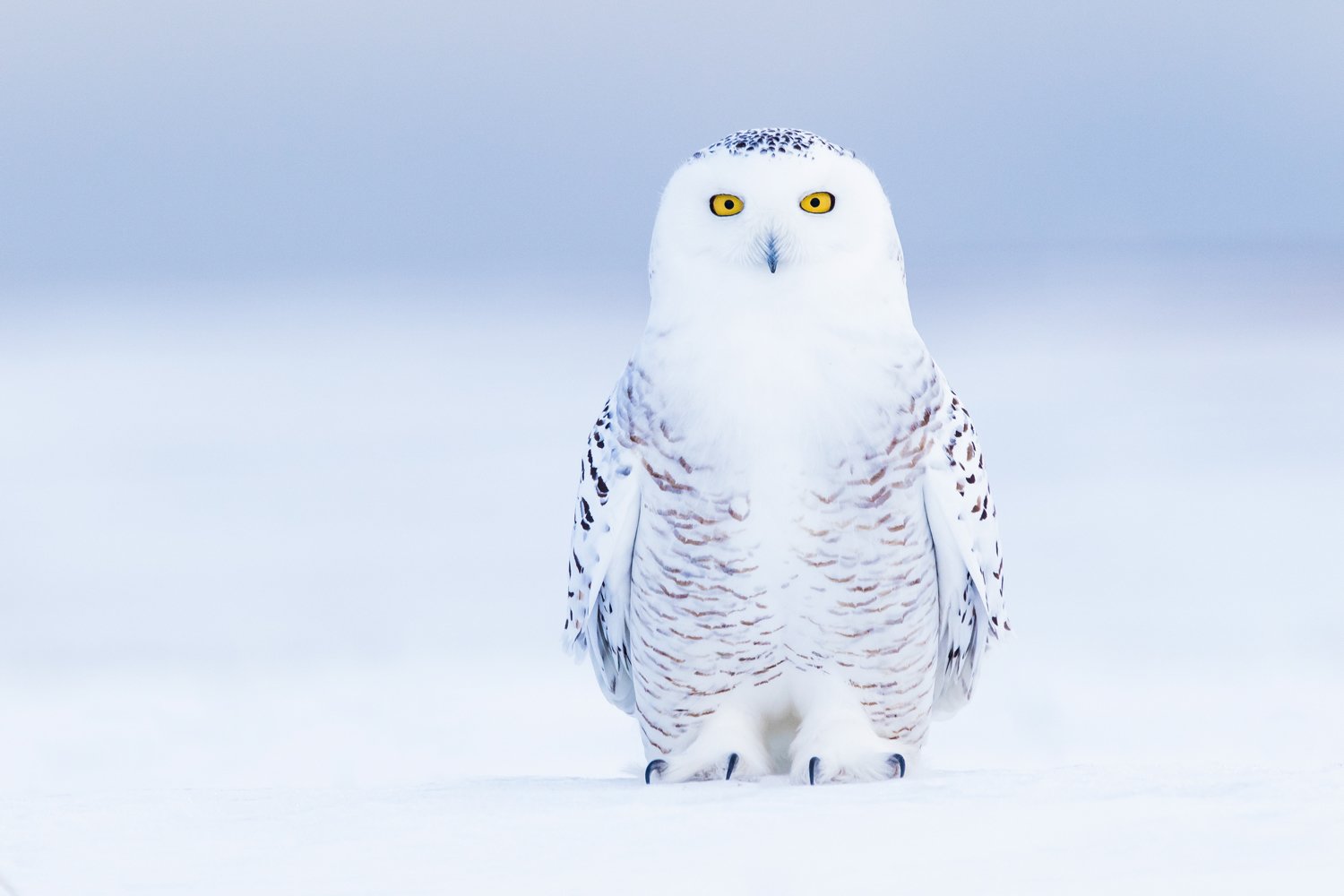 snowy owl on snow