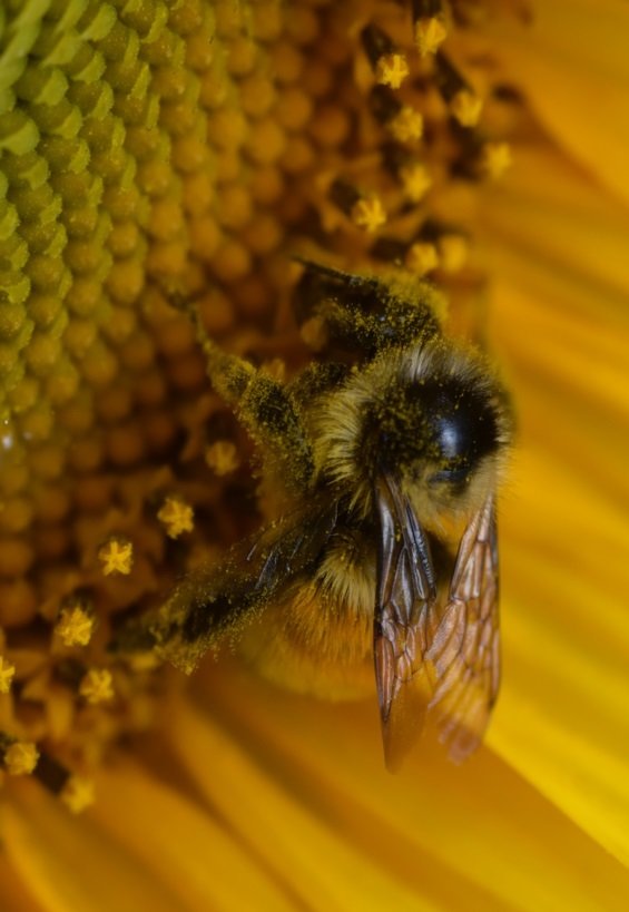 Bumble Bee Business by Cajun Paradis