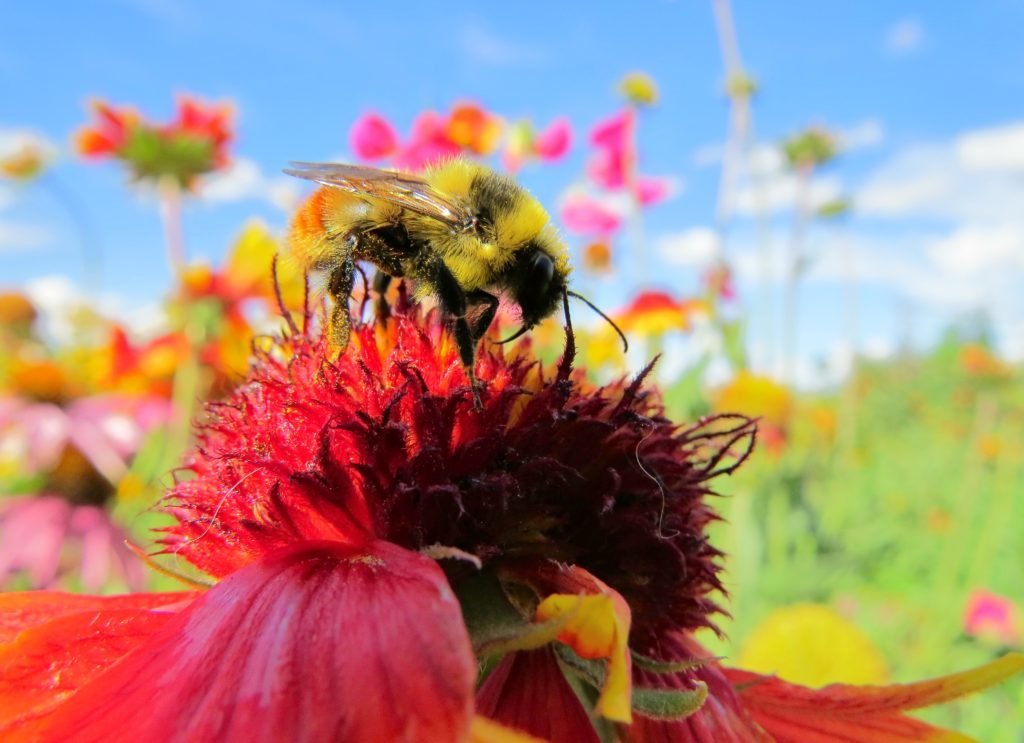bee flower power