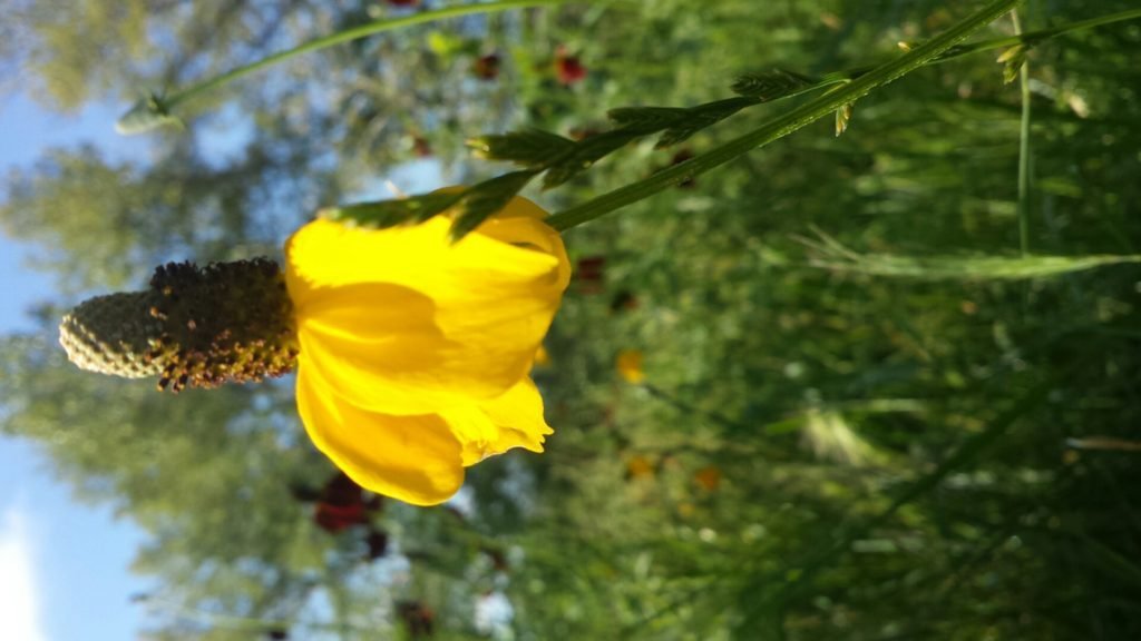 prairie conwflower
