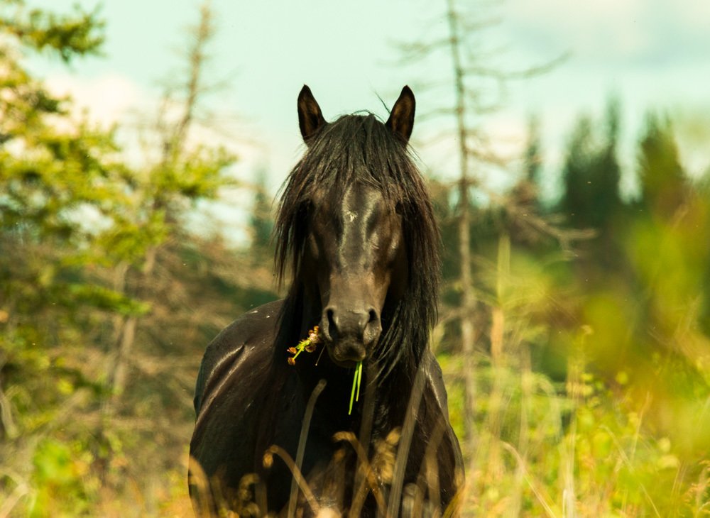 wild feral horses of central alberta