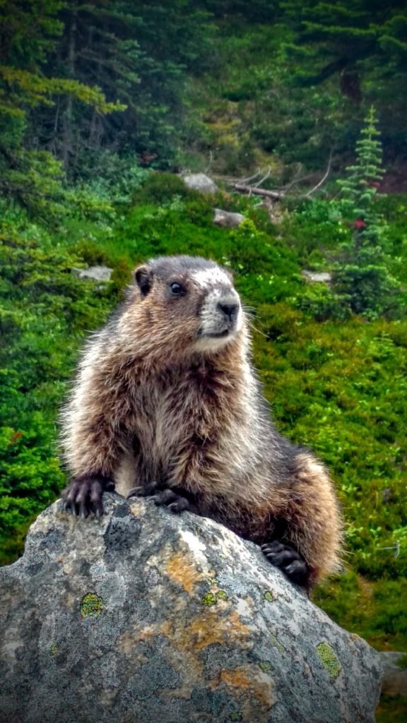 friendly marmot