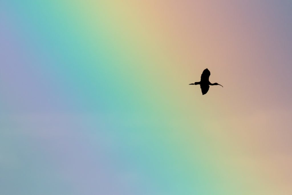 ibises and rainbows