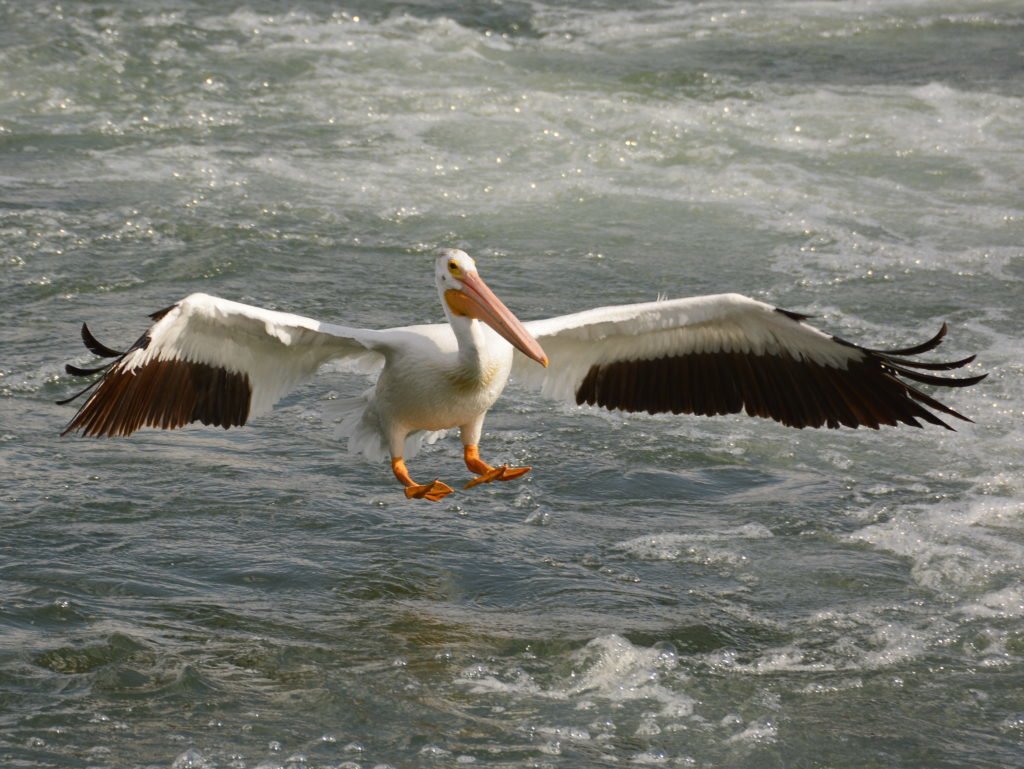 pelican landing at carseland weir