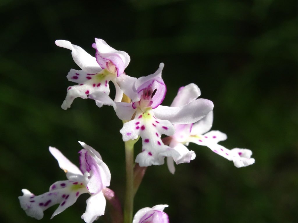 round leaved orchid