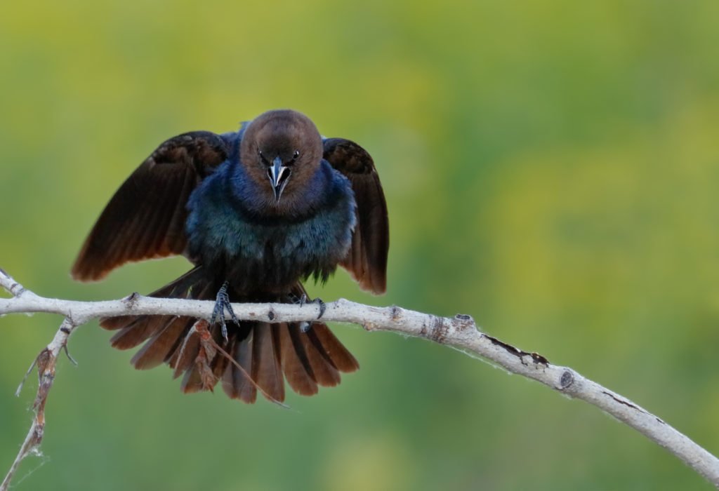 angry black bird
