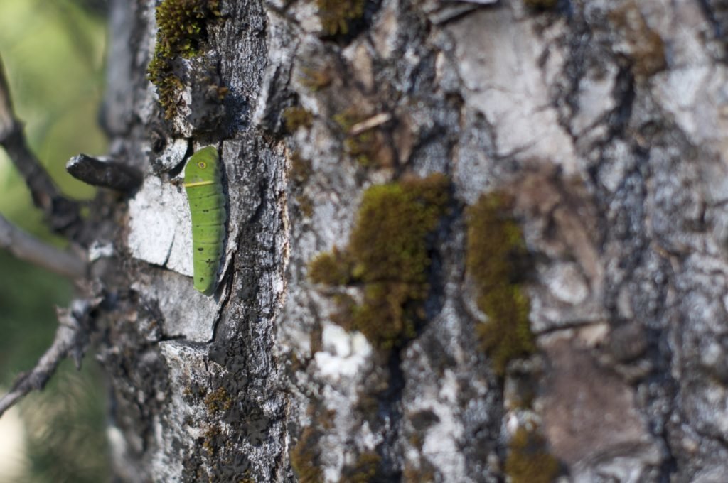 little green caterpillar