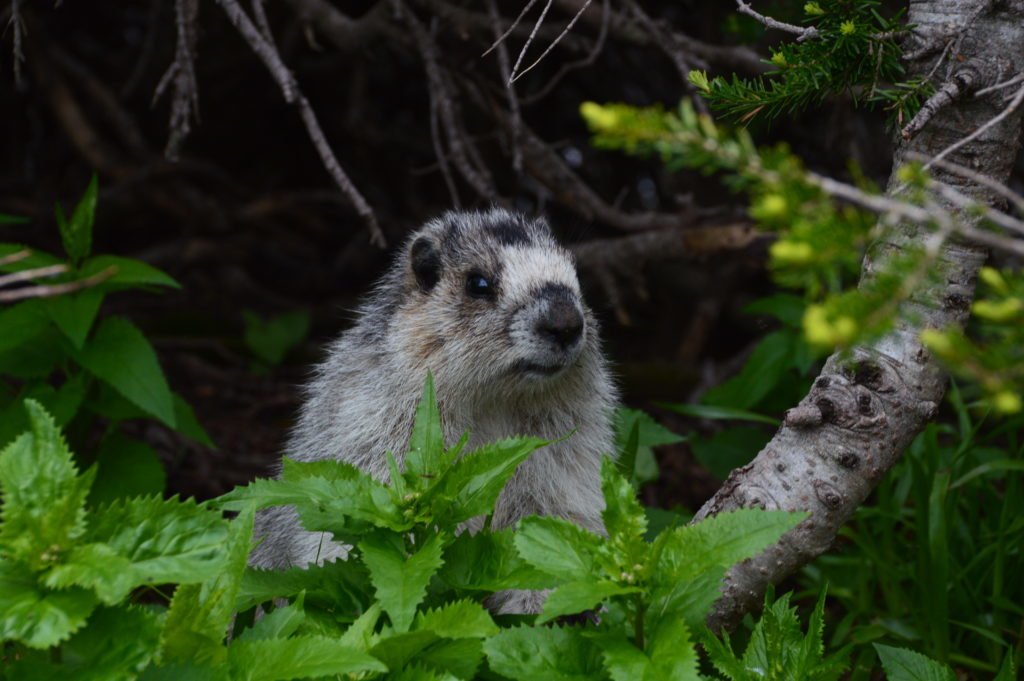 curious marmot