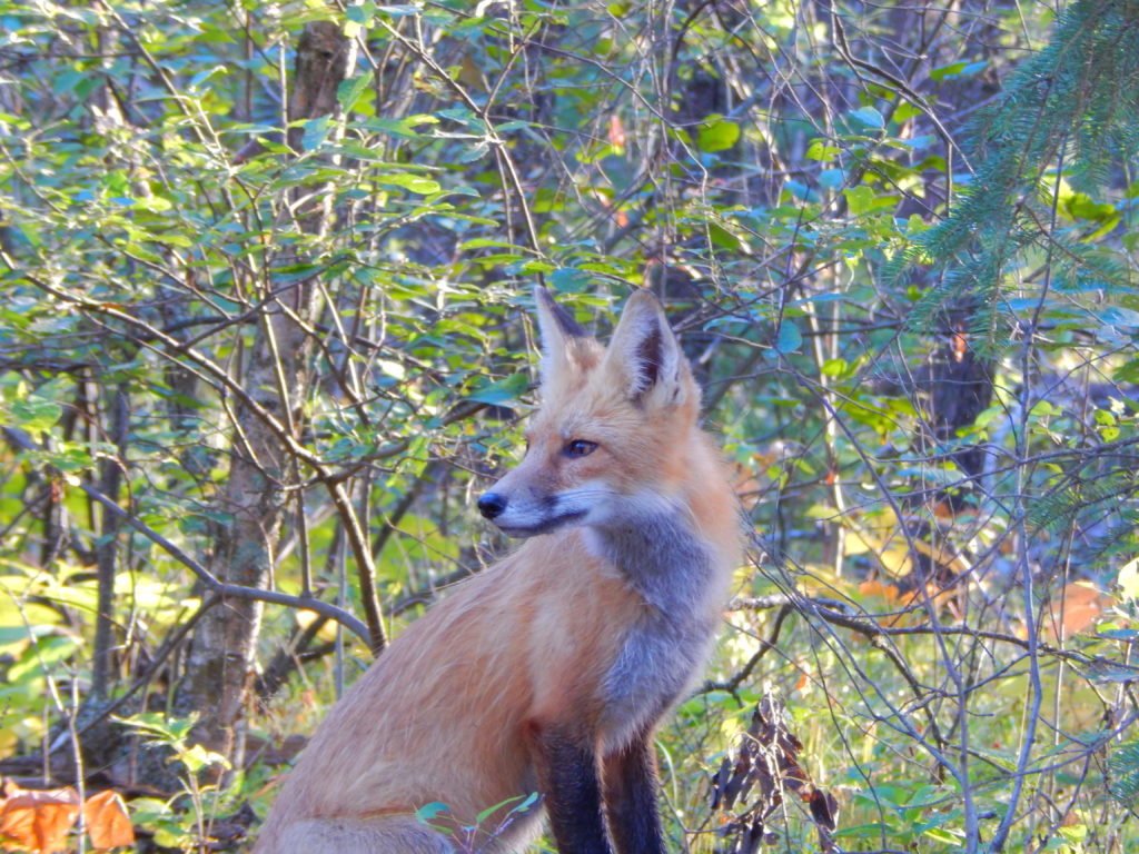 fox on a log