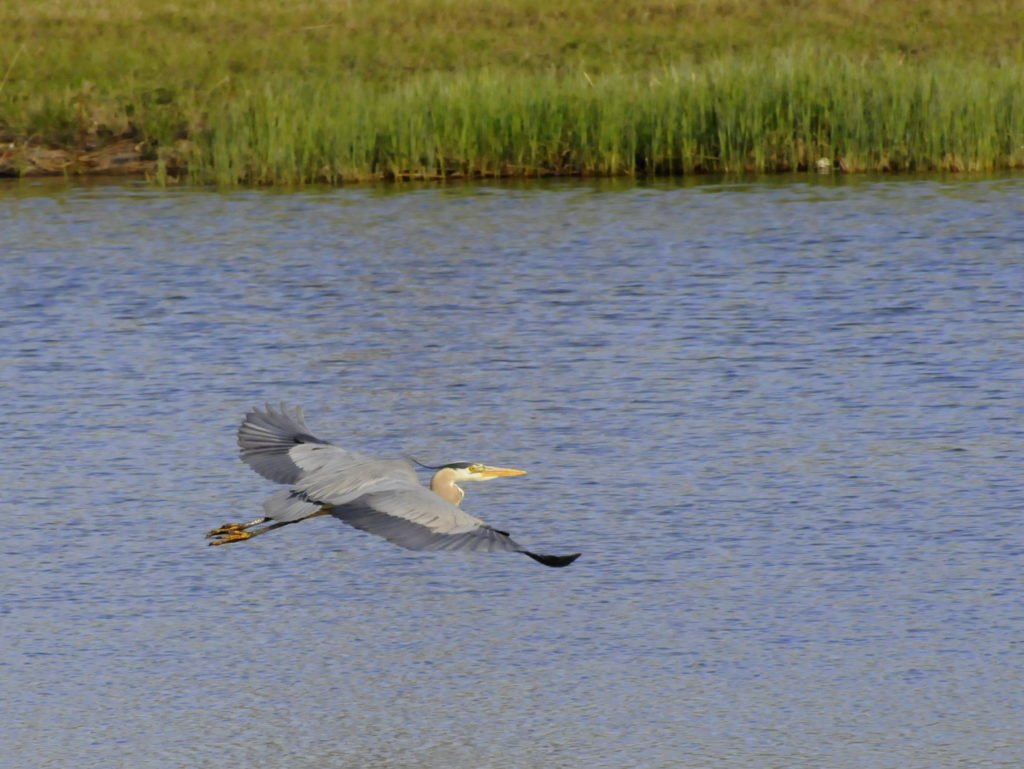 great blue heron at okotoks stormwater ponds