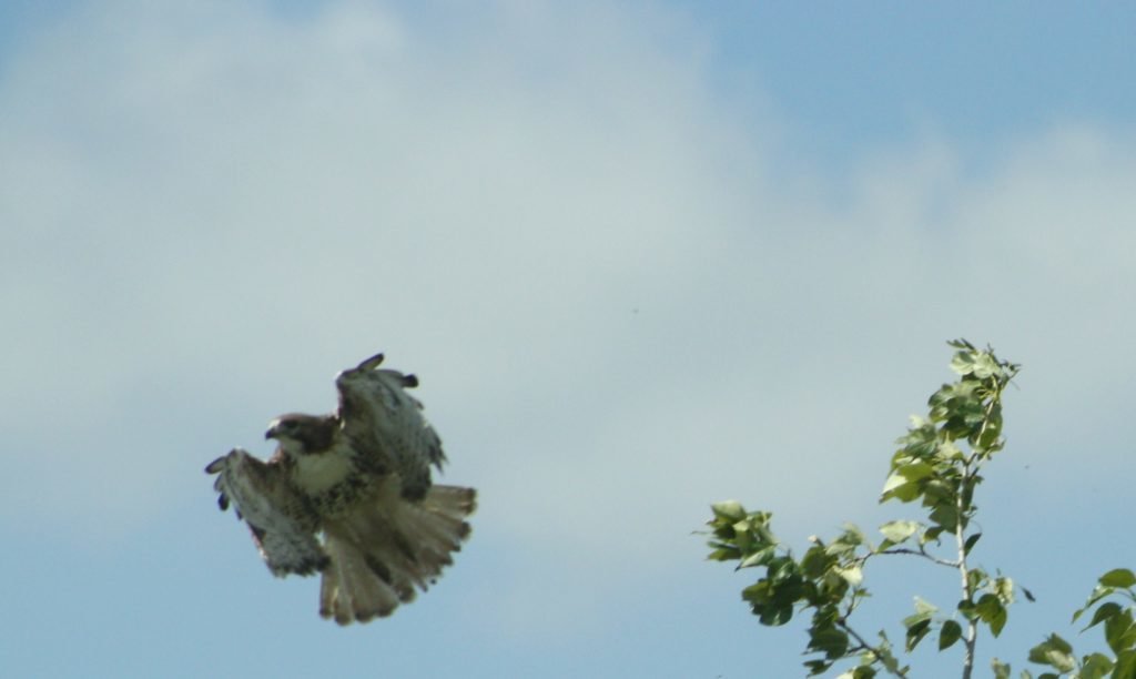 hawk in flight