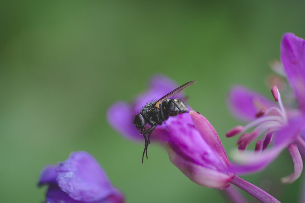 the fly the fireweed