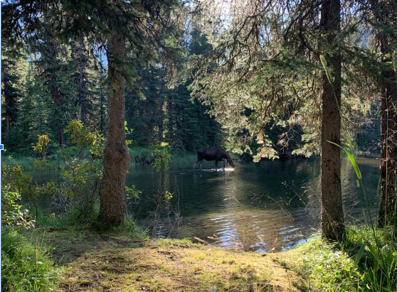 GDEs may be important watering holes for mammals. Photo: Jenet Dooley